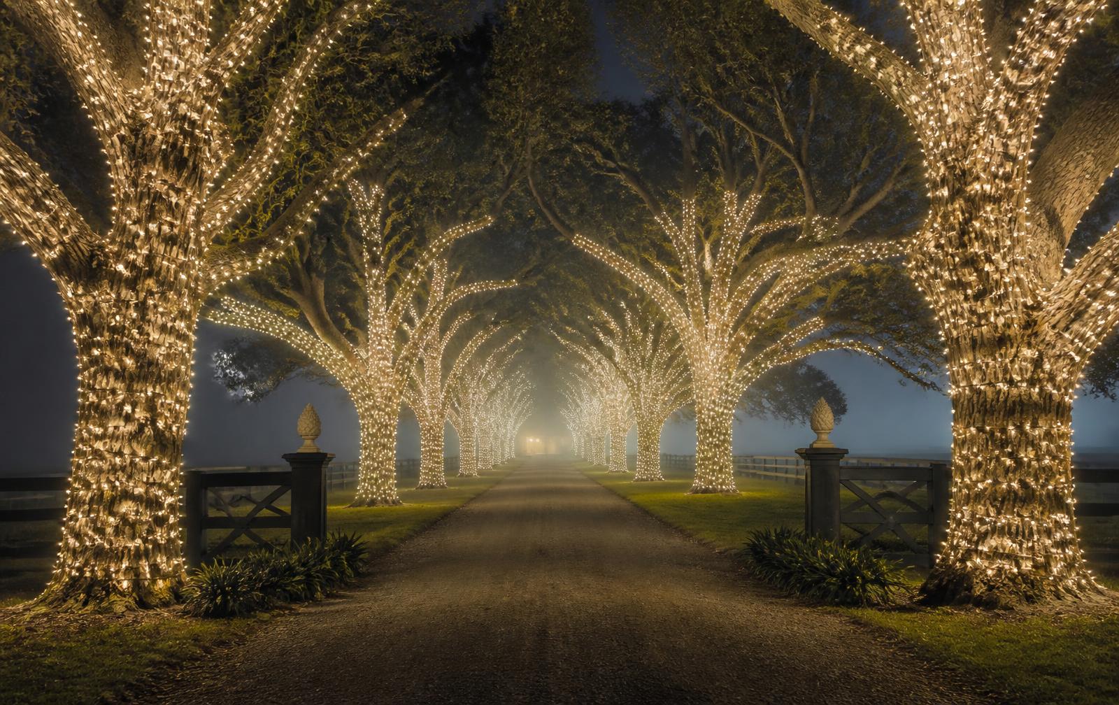 Mature trees wrapped in warm white lighting